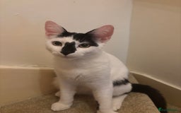 Domestic Shorthair cats for sale: Domestic shorthair cat for sale (white and black) - Image 2