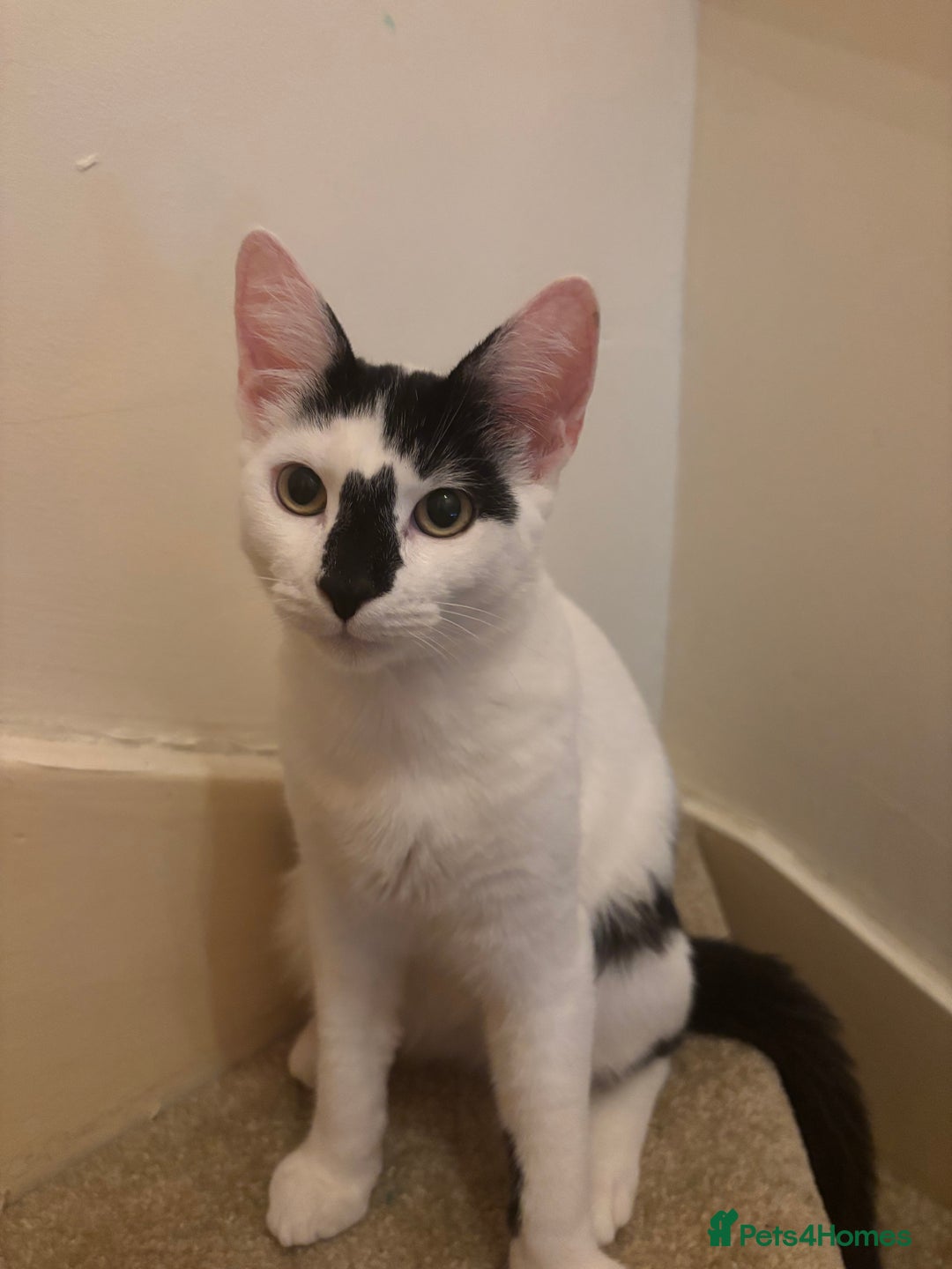 Domestic Shorthair cats for sale: Domestic shorthair cat for sale (white and black) - Image 2