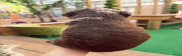 Bernedoodle dogs for sale: F1b Bernedoodle  - Advert 10