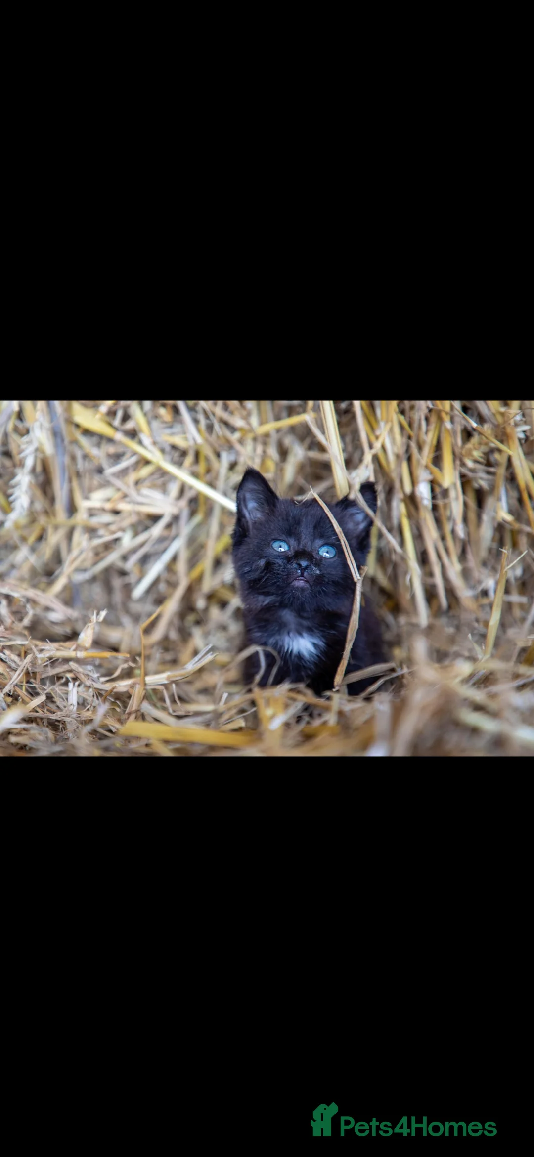 Mixed Breed cats for sale: Kittens for Sale - Advert 5