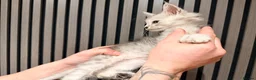Maine Coon cats for sale: LAST 3 BEAUTIFUL MAINECOON KITTENS - Advert 5