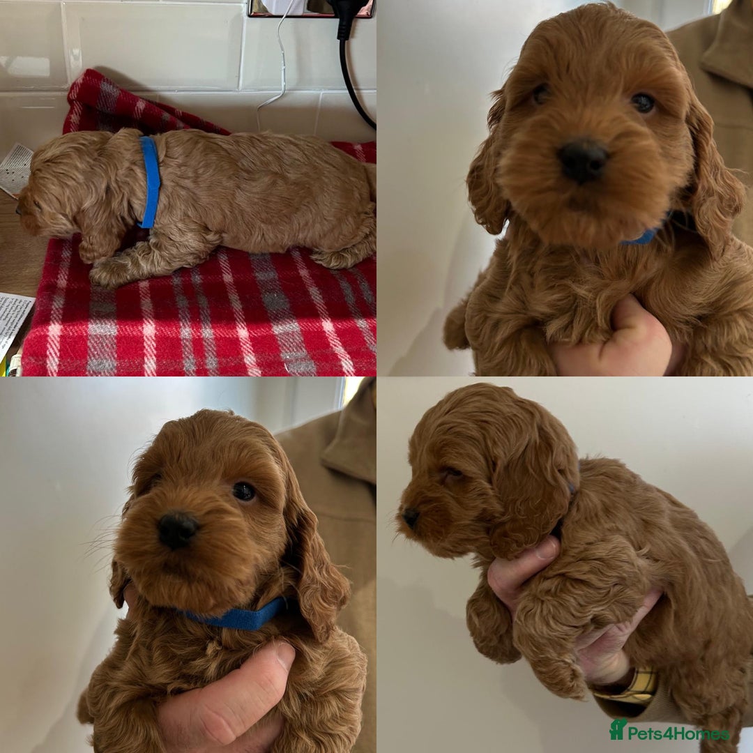 Cockapoo dogs for sale: F1 Miniature Cockapoo  - Advert 24