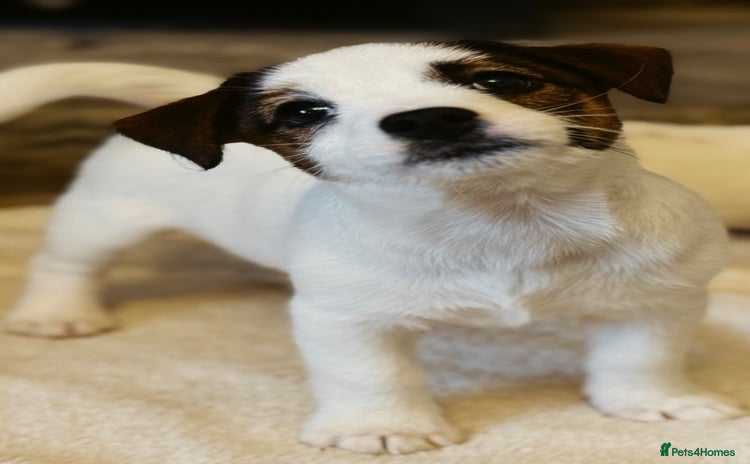 Jack Russell dogs - Advert 10