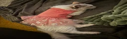 Ragdoll cats for sale: Beautiful Ragdoll Mix Kittens –  Litter Ready Soon in Nottingham - Advert 9