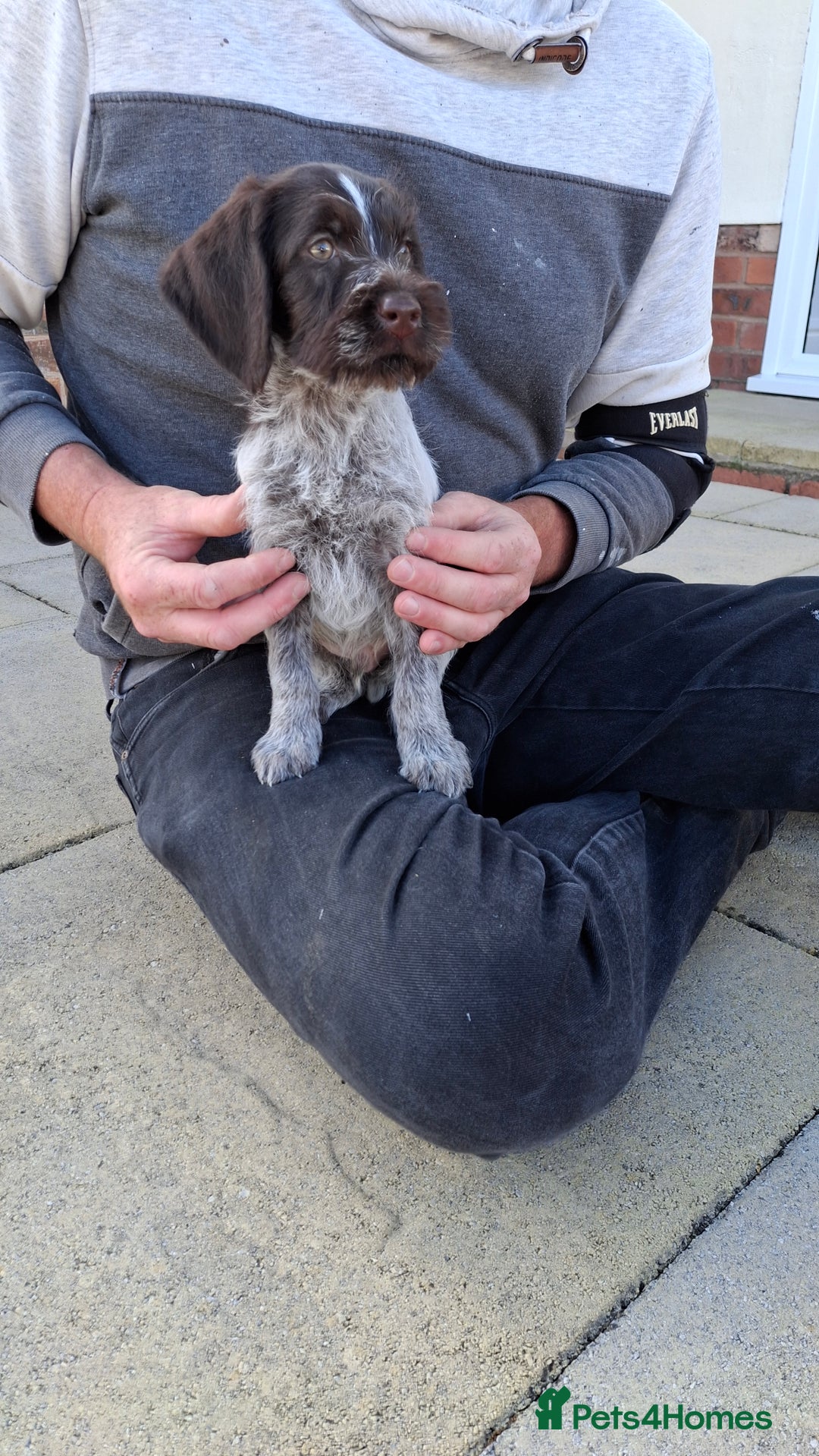 German Wirehaired Pointer dogs for sale: Quality male German wirehaired pointers ready now! - Image 4