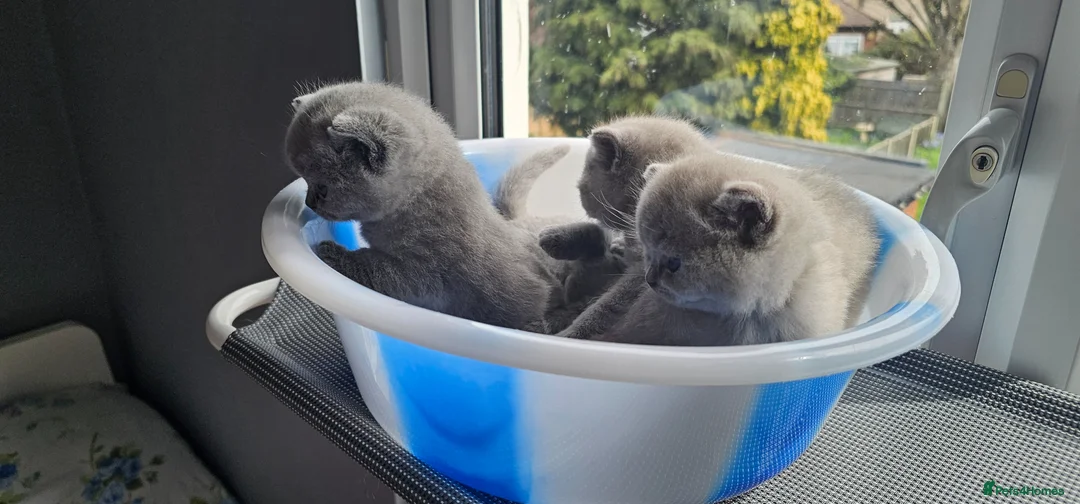 British Shorthair cats for sale: 8 BSH Kittens- 4 of them reserved - Advert 2