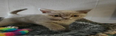 British Shorthair 4
