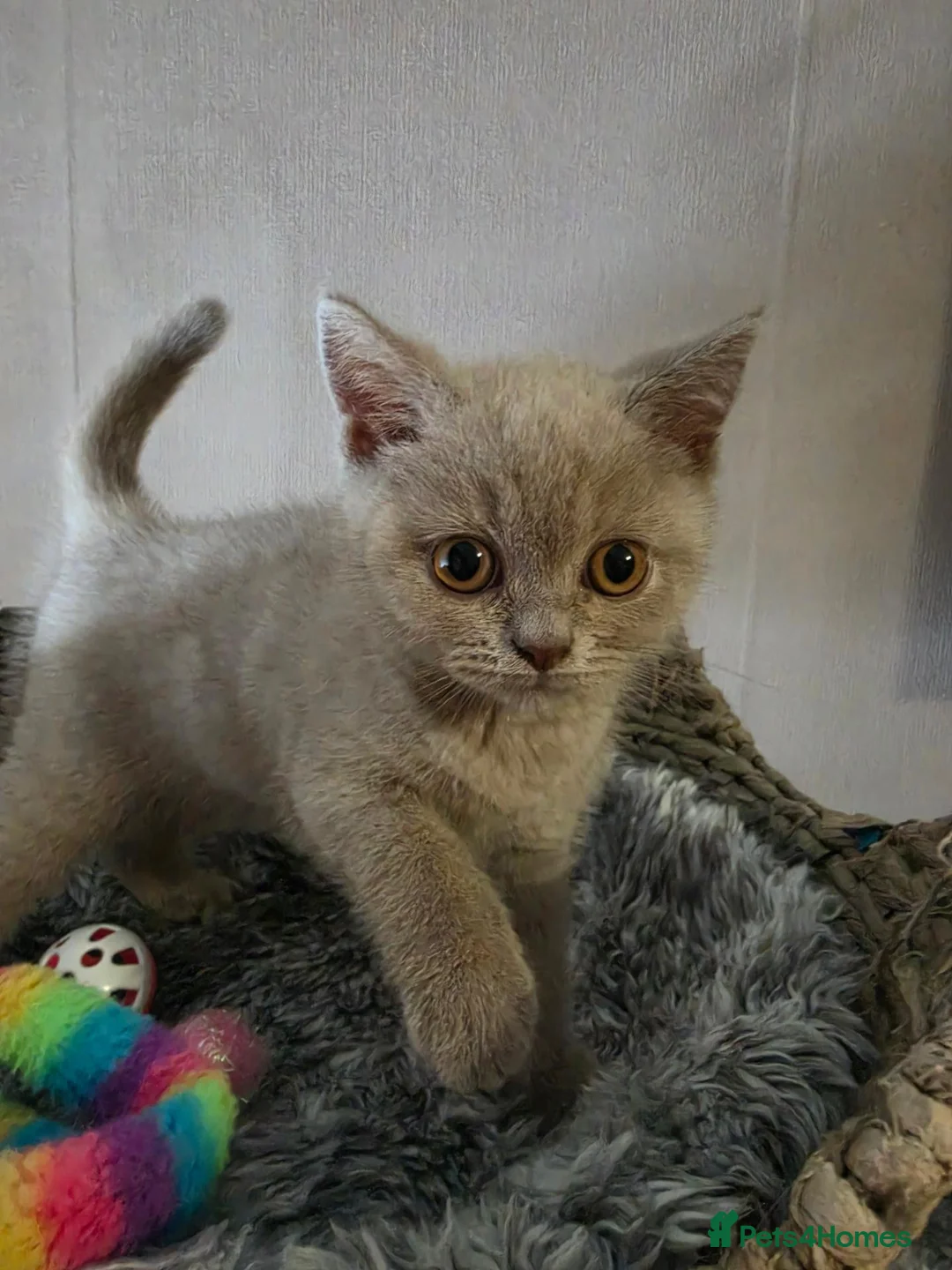 British Shorthair cats for sale: Gccf Active registered lilac/blue pedigree bsh  - Advert 9