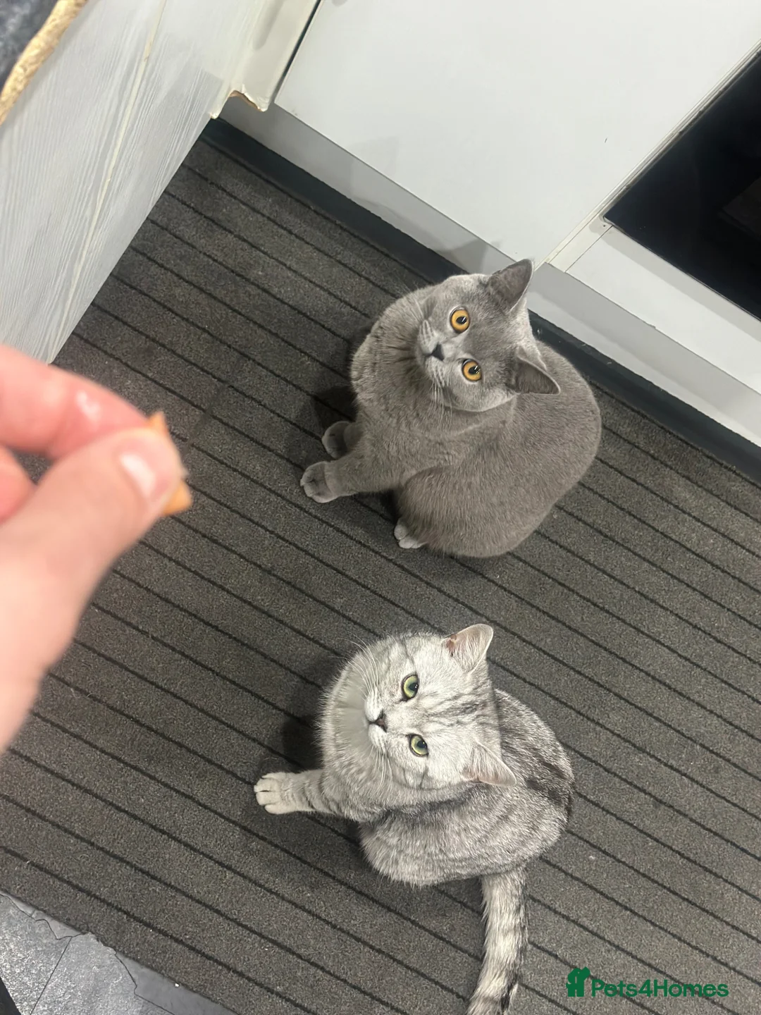 British Shorthair cats for sale: Mr Ardian - Advert 28