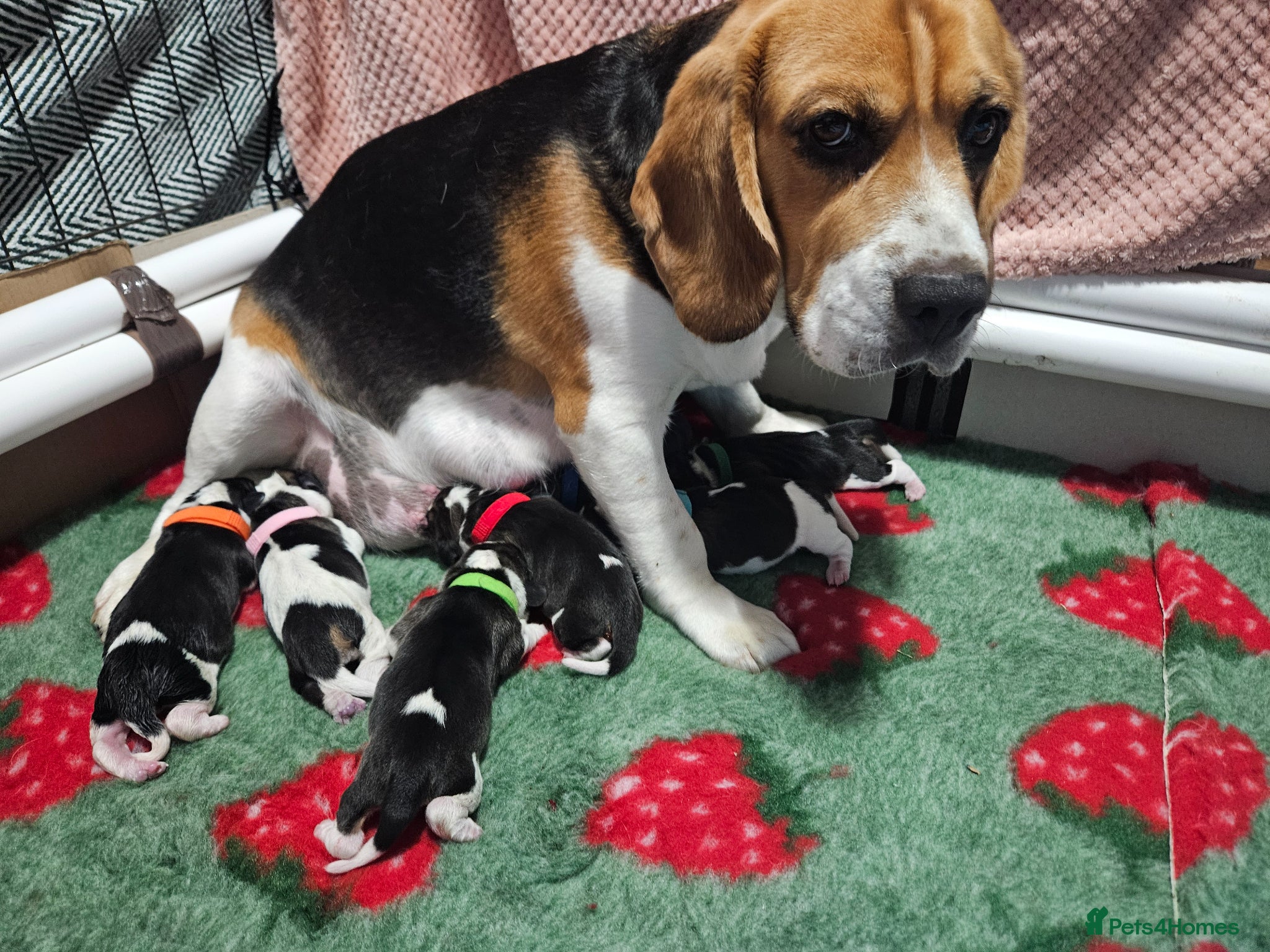 Beagle dogs for sale: KC Registered Beagle puppies Champions generation - Advert 1