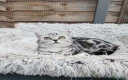British Shorthair cats for sale: Stunning BSH Silver tabby female kitten - Image 7
