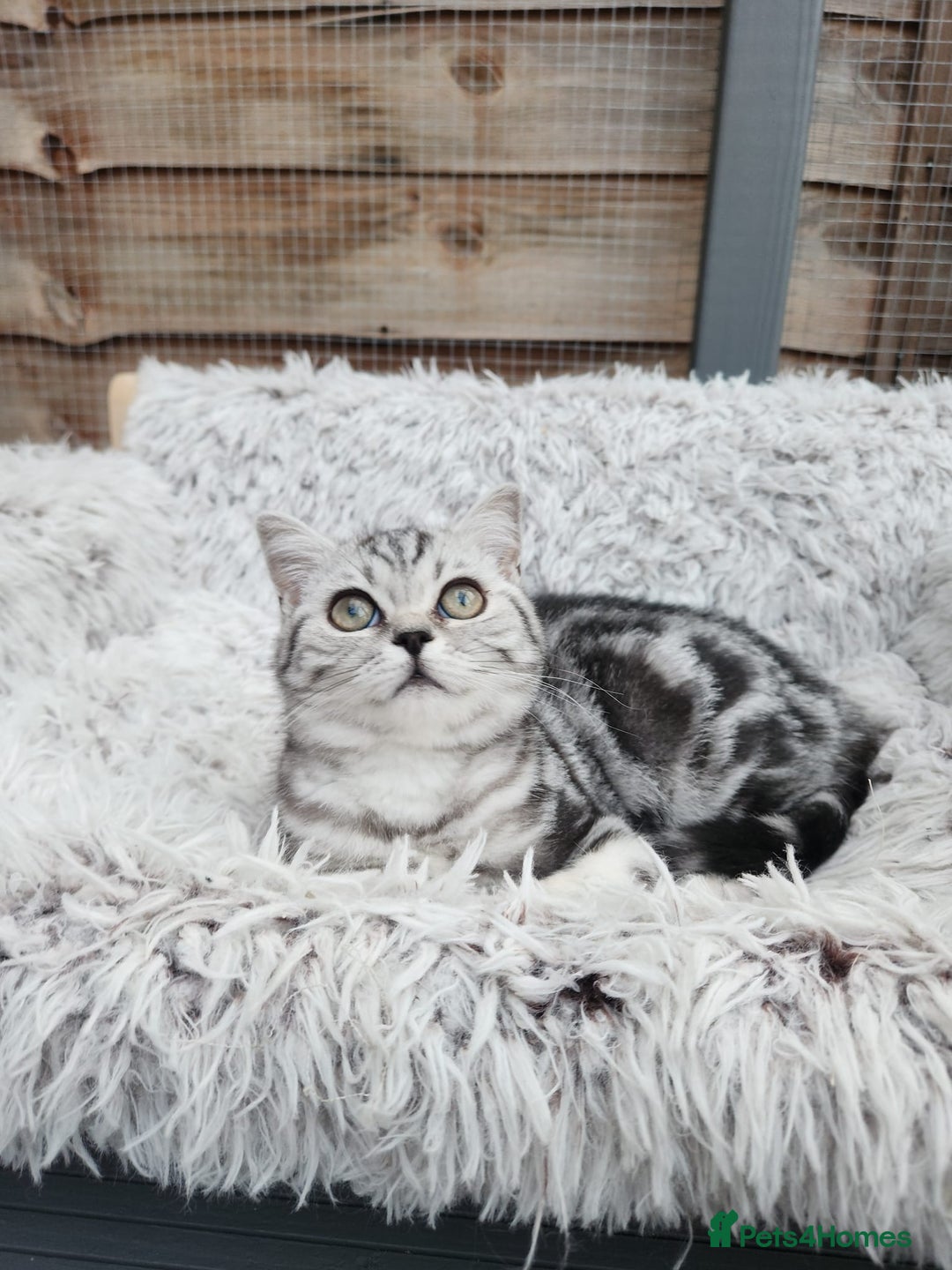 British Shorthair cats for sale: Stunning BSH Silver tabby female kitten - Image 7