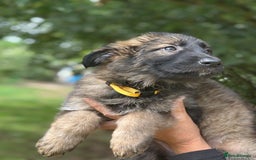 German Shepherd dogs for sale: German shepherd puppies ready to leave now - Image 24