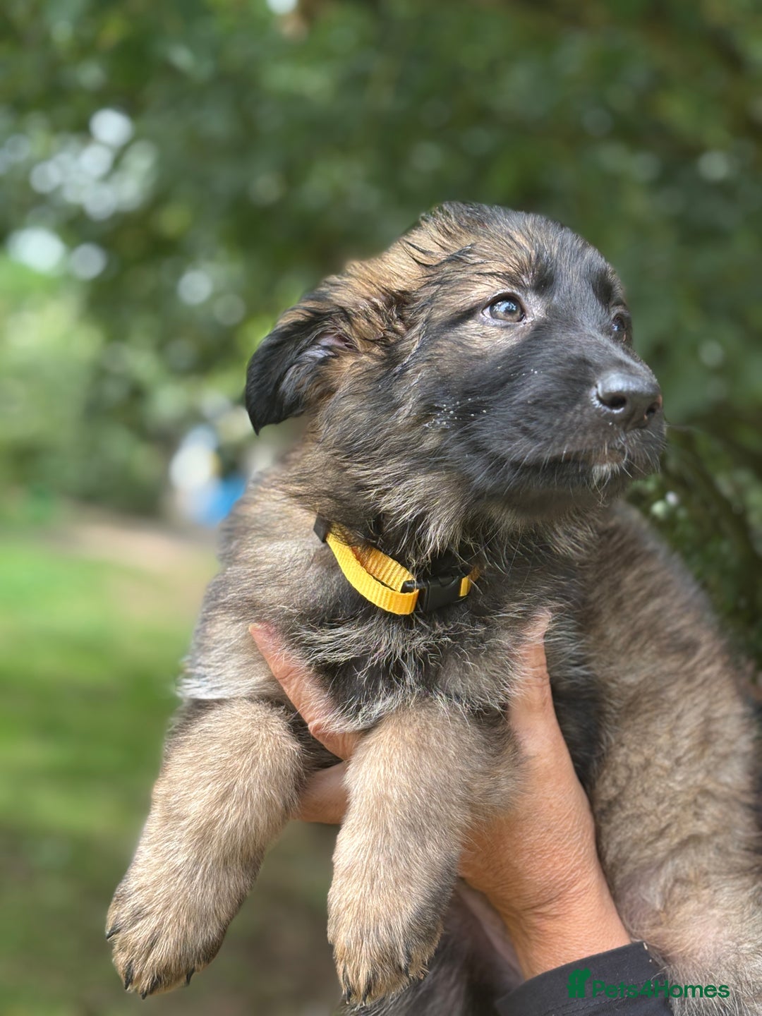 German Shepherd dogs for sale: German shepherd puppies ready to leave now - Image 24