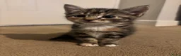 Mixed Breed cats for sale: Mainecoon x Tabby - Advert 3