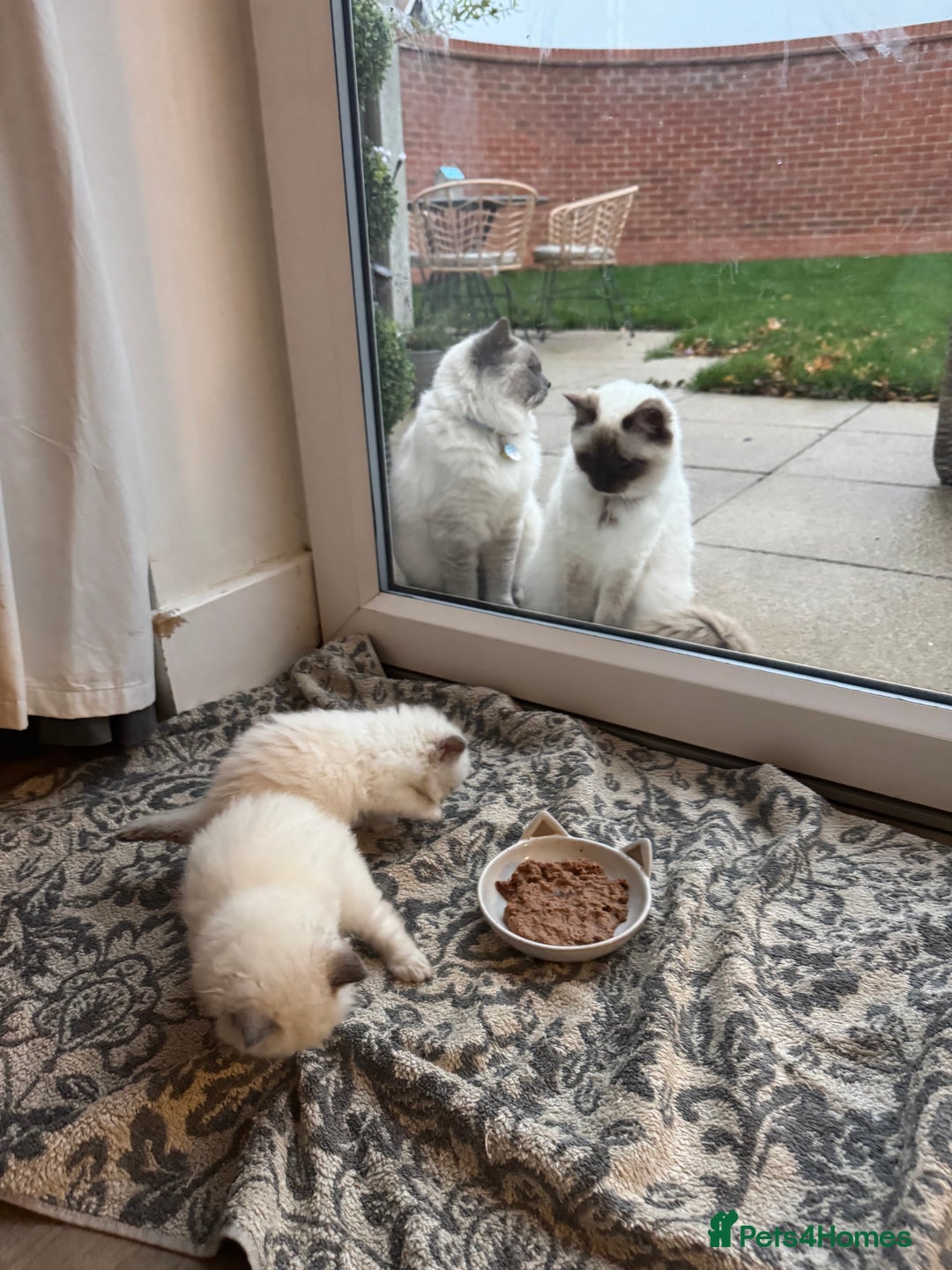 Ragdoll cats for sale: Absolutely Stunning litter of pure Ragdoll kittens - Advert 21