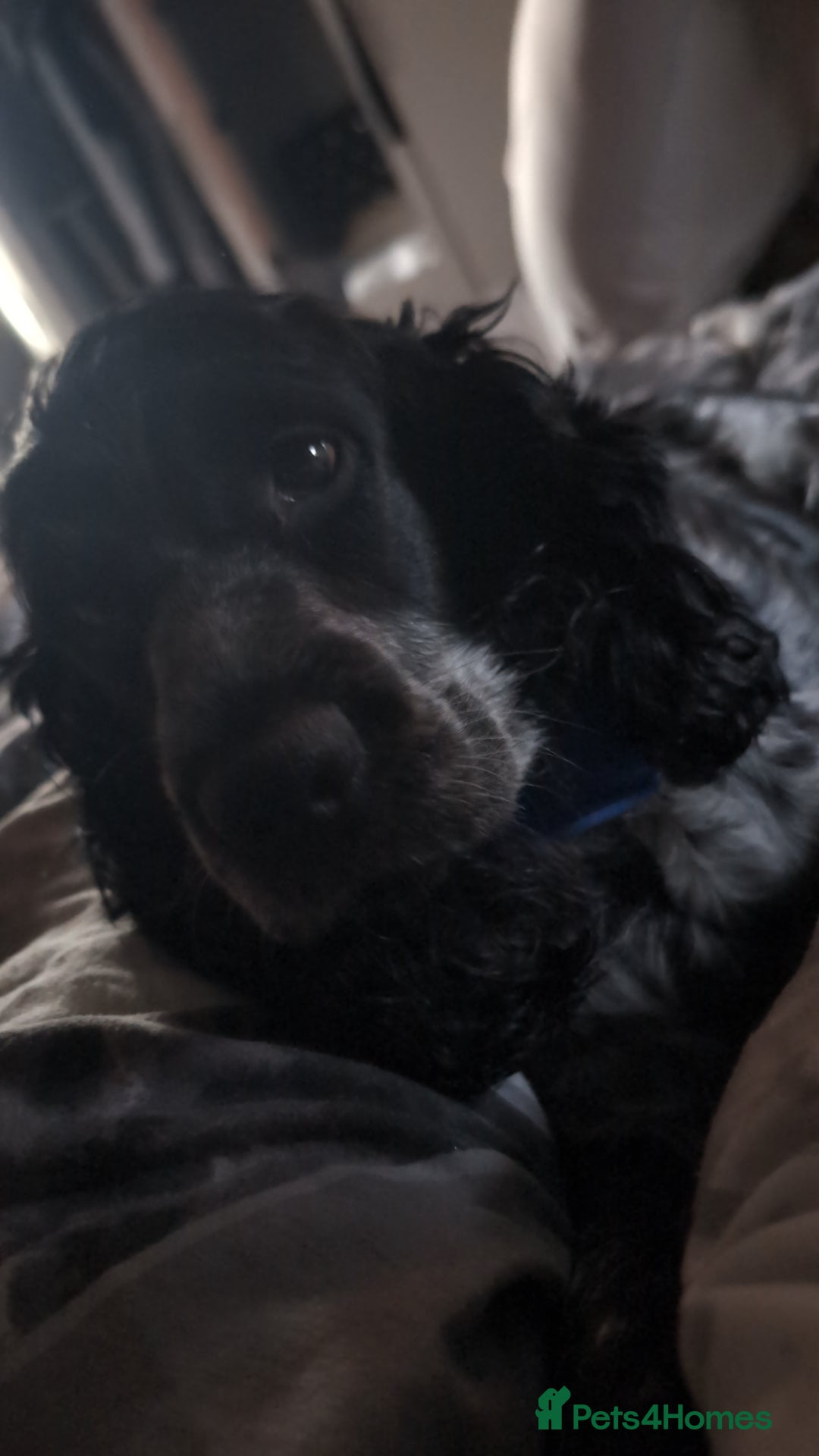 Cocker Spaniel dogs for sale: Oakley  - Image 4