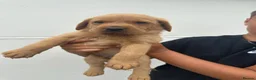 Labrador Retriever dogs for sale: Beautiful KC registered fox red Labrador puppies - Advert 7