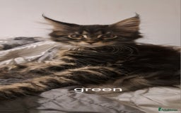 Maine Coon cats for sale: Pedigree mainecoon kittens in Newark - Image 3