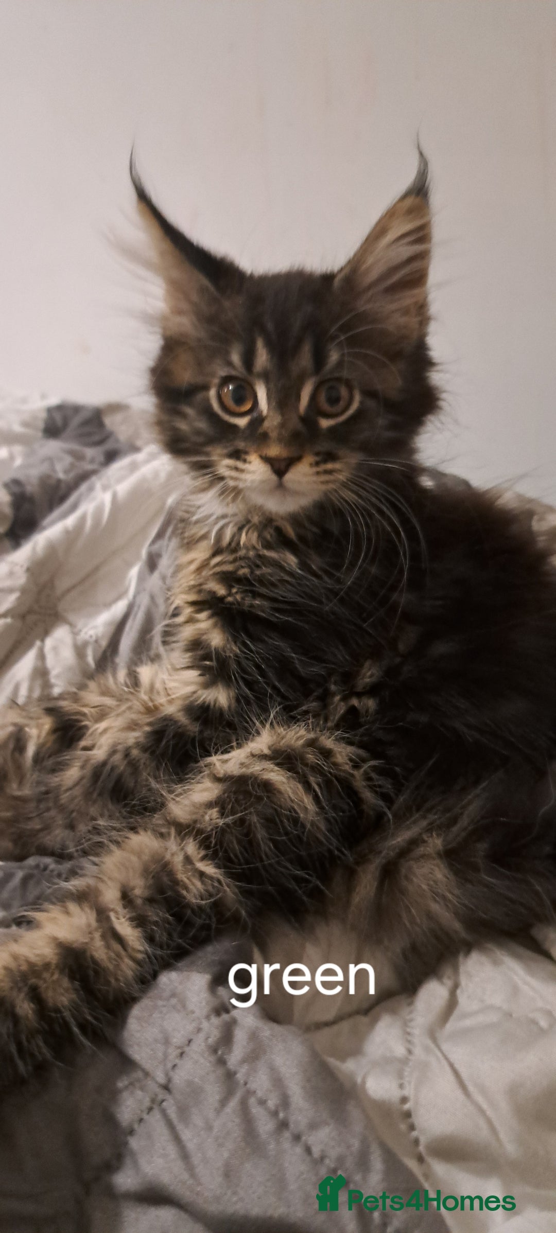 Maine Coon cats for sale: Pedigree mainecoon kittens in Newark - Image 3