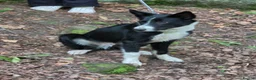 Border Collie dogs for sale: Unneutered make border collie - Advert 4