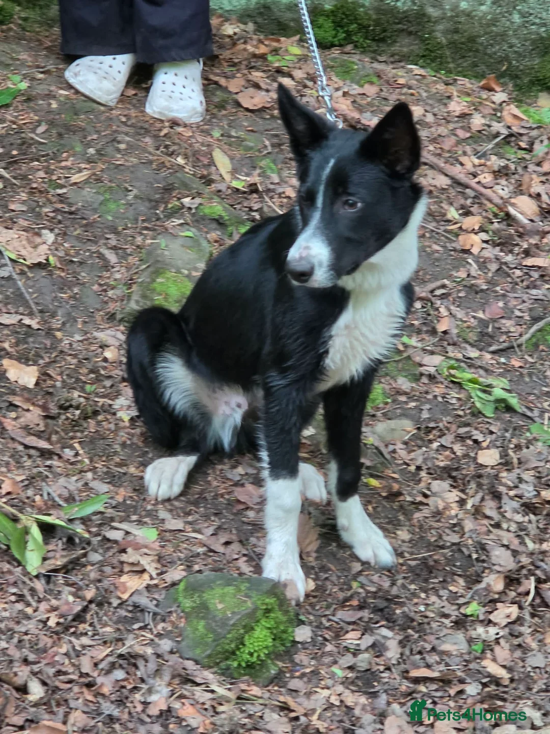Border Collie dogs for sale: Unneutered make border collie - Advert 4