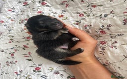 Pomeranian dogs for sale: Unique, extremely rare Pomeranian puppies ✨ - Image 24