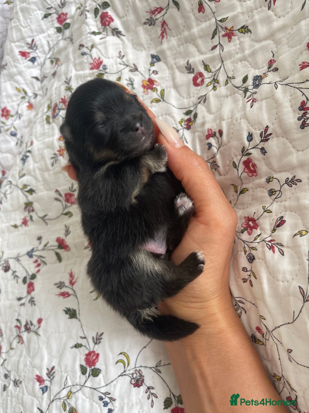 Pomeranian dogs for sale: Unique, extremely rare Pomeranian puppies ✨ - Image 24