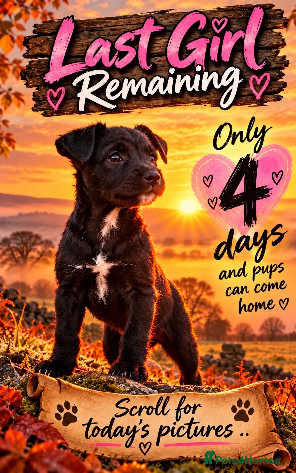 Patterdale Terrier dogs Stunning spooktacular Patterdale puppies  - Advert 3