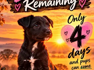 Patterdale Terrier dogs Stunning spooktacular Patterdale puppies - Advert 3