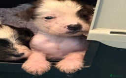 Chinese Crested dogs for sale: HHL Chinese Cresteds  - Image 2