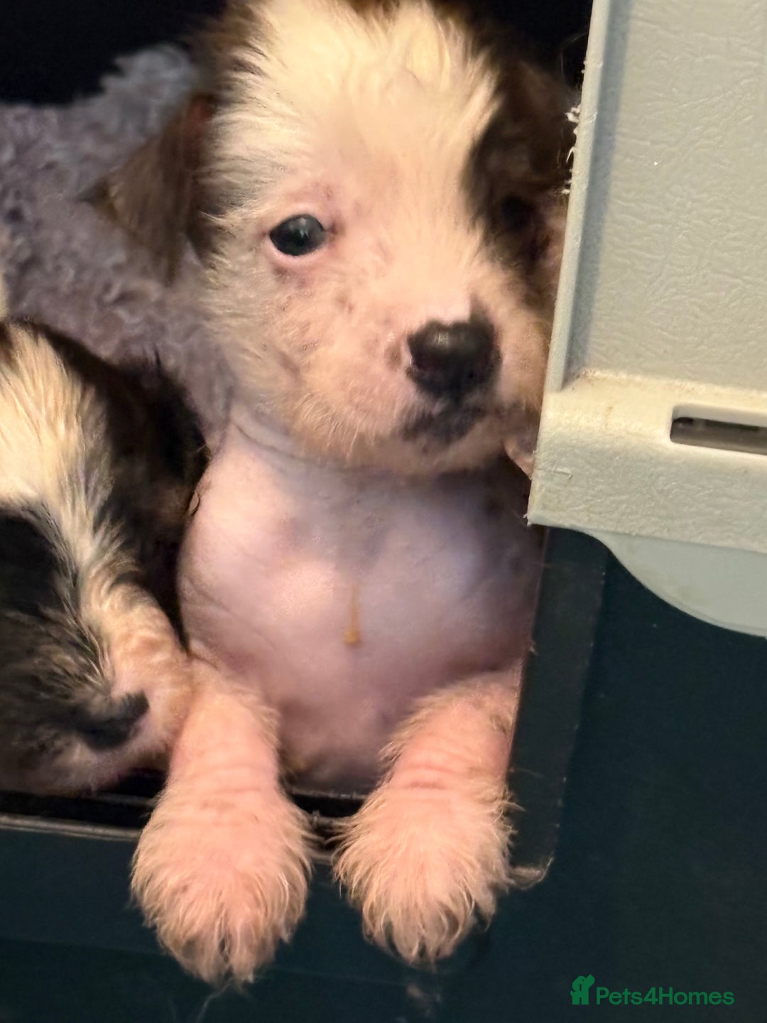 Chinese Crested dogs for sale: HHL Chinese Cresteds  - Image 2