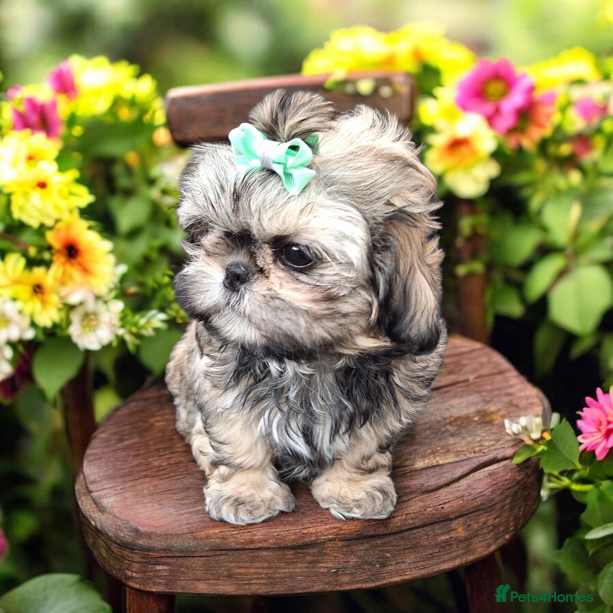 Shih Tzu dogs Beautiful Imperial Shih Tzus  - Advert 3