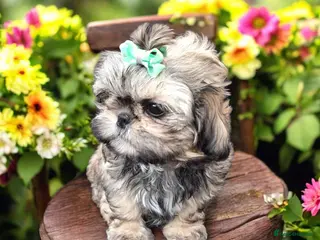 Shih Tzu dogs Beautiful Imperial Shih Tzus - Advert 3