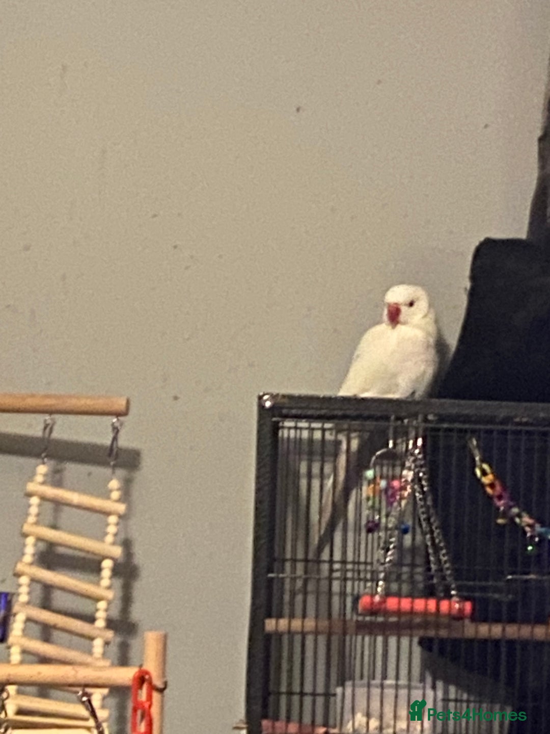 Ringnecks birds for sale: White female ringneck - Advert 1