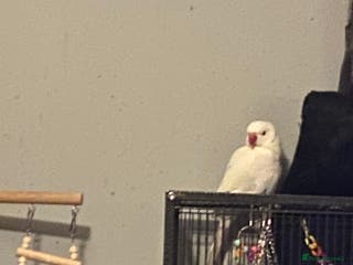 Ringnecks birds White female ringneck - Advert 11