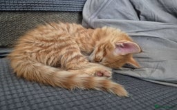 Domestic Shorthair cats for sale: Kittens for sale - Image 13