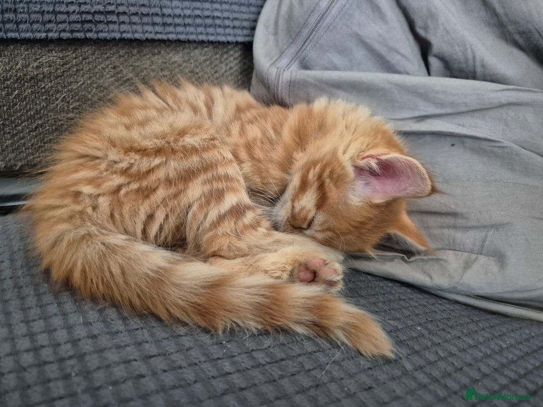 Domestic Shorthair cats for sale: Kittens for sale - Image 13