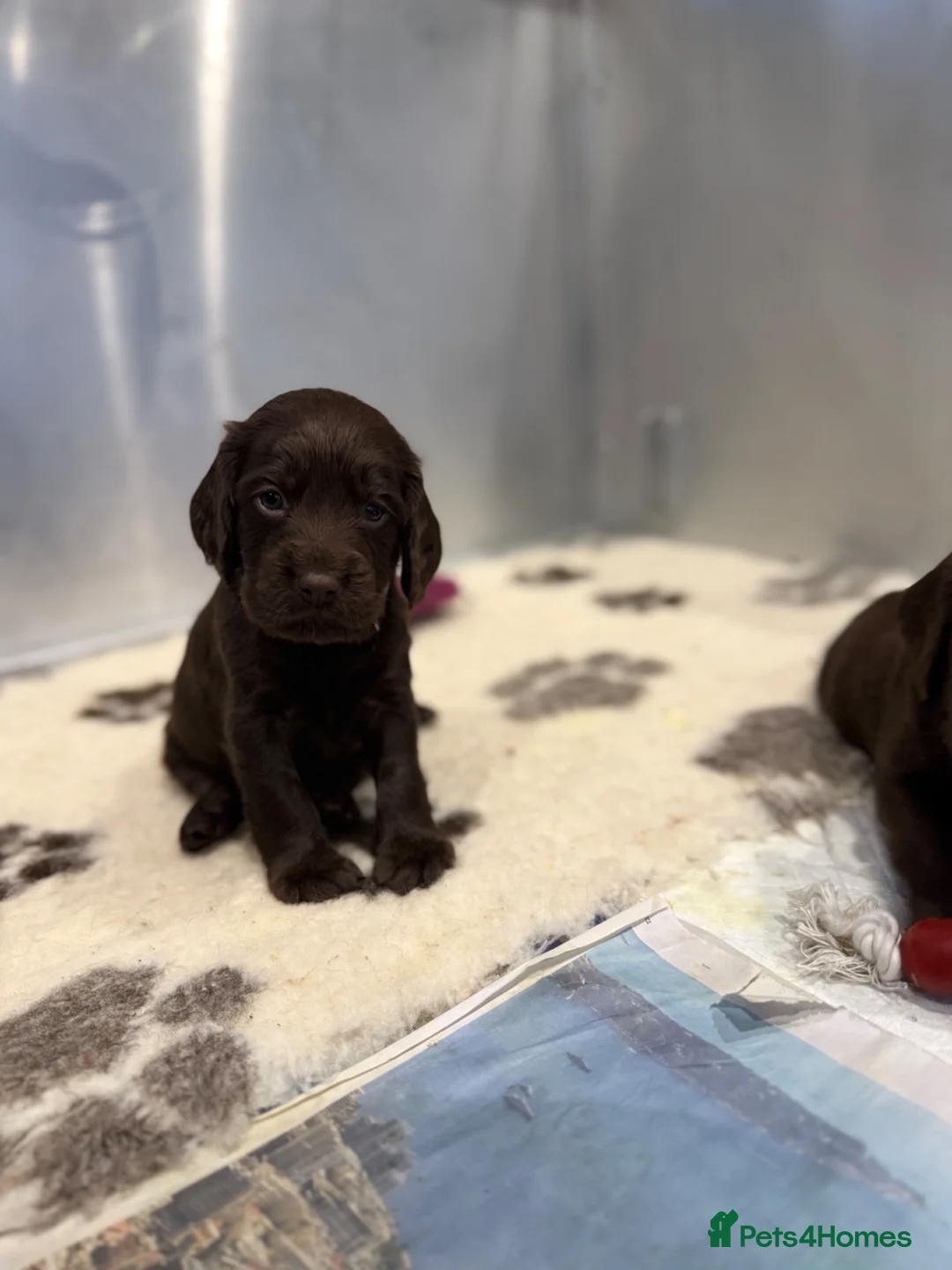 Cocker Spaniel dogs for sale: Cocker spaniel pups for sale  in Clevedon - Advert 33