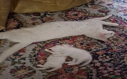 Turkish Angora cats for sale: 3 year old cat for sale (NOT KITTENS) - Image 6