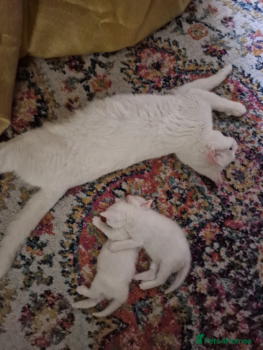 Turkish Angora cats for sale: 3 year old cat for sale (NOT KITTENS) - Image 6