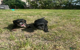 Sprocker dogs for sale: Sprocker puppies - Image 4