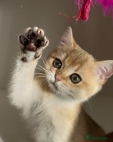 British Shorthair cats British Shorthair Golden kitten GCCF - Advert 12