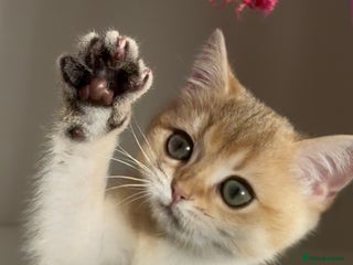 British Shorthair cats British Shorthair Golden kitten GCCF - Advert 1