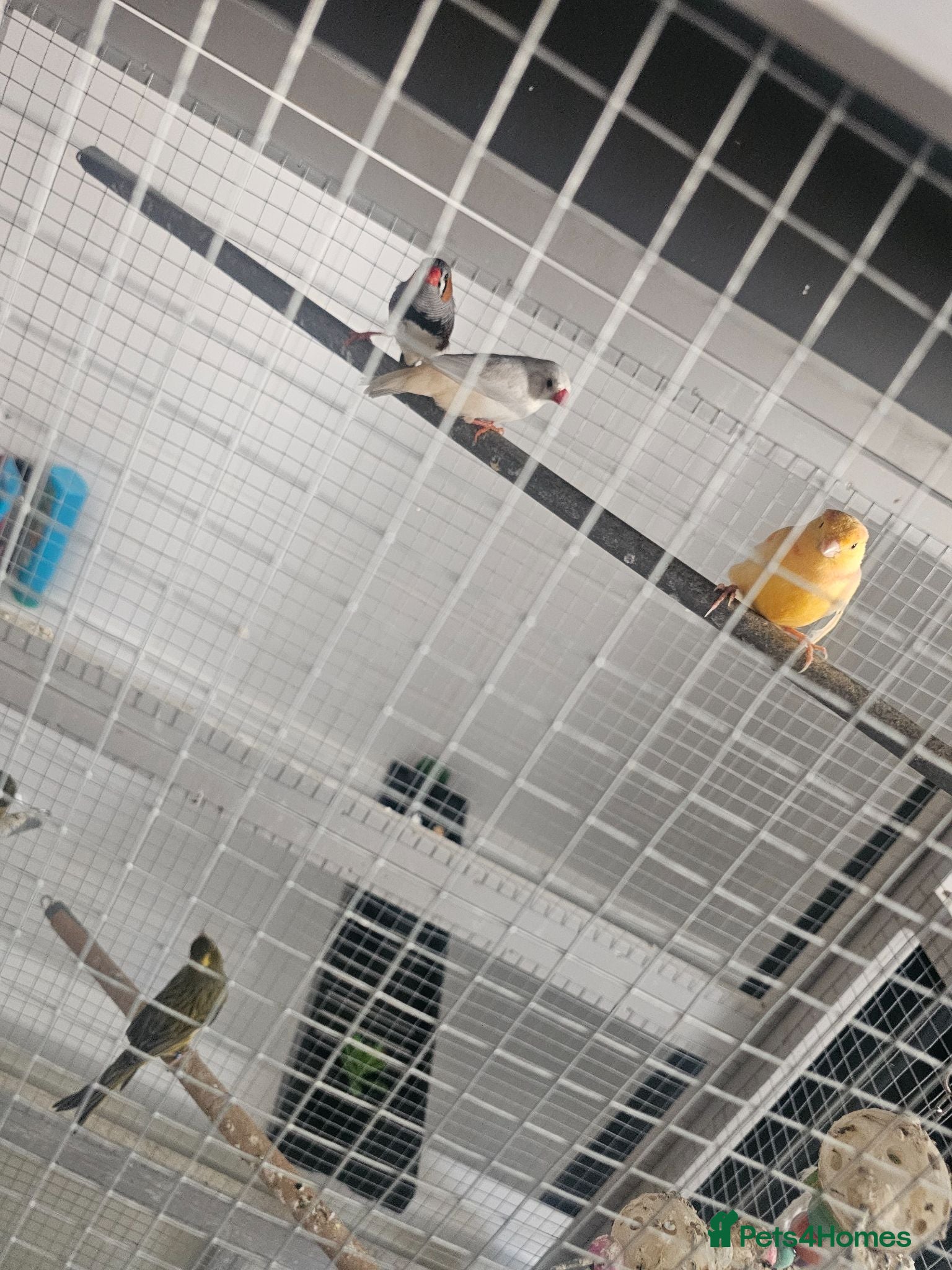 Canaries birds Canary amd zebra finches  - Advert 3