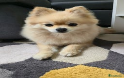 Pomeranian dogs for sale: Female Pomeranian  - Image 2