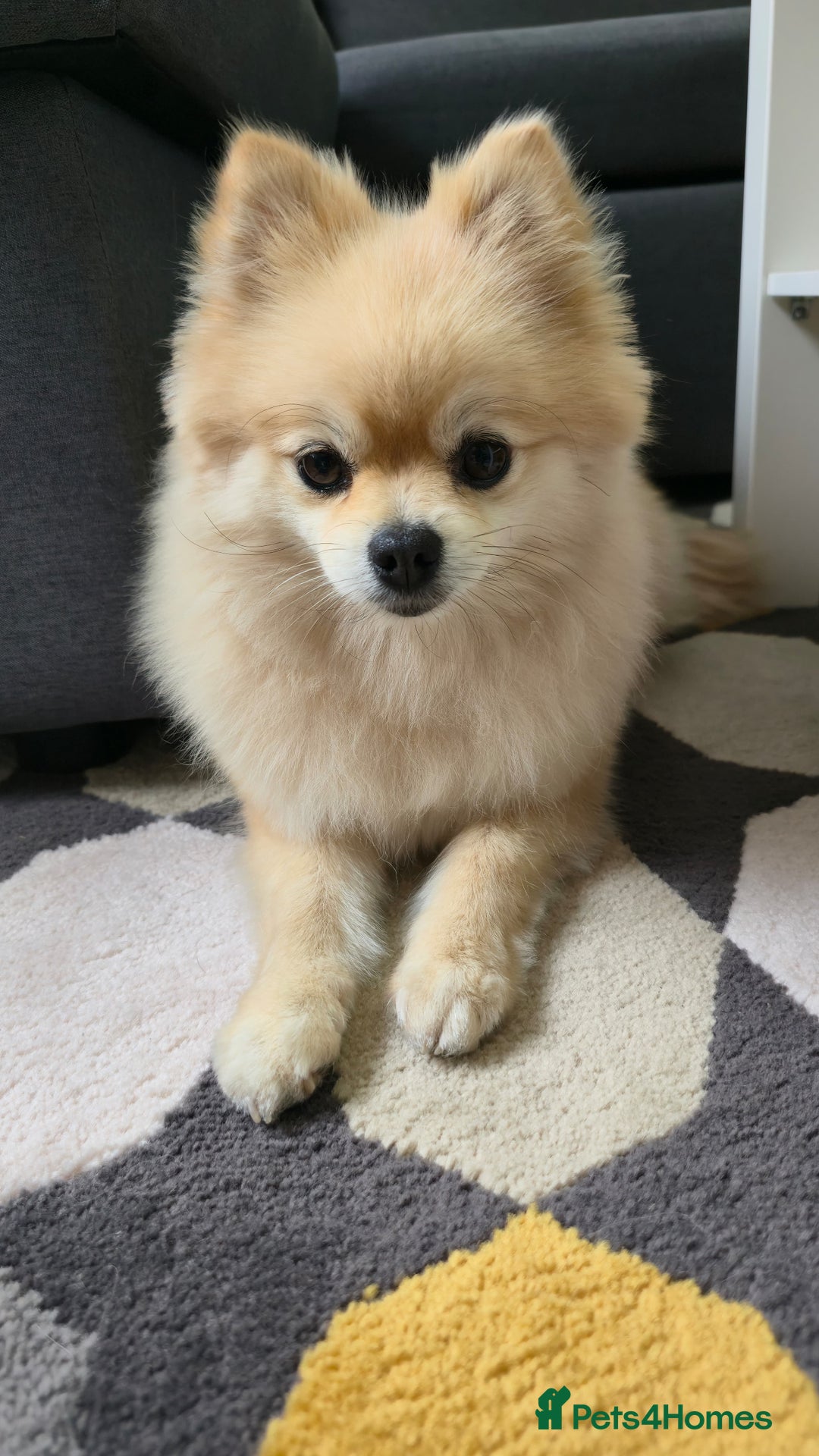 Pomeranian dogs for sale: Female Pomeranian  - Image 2