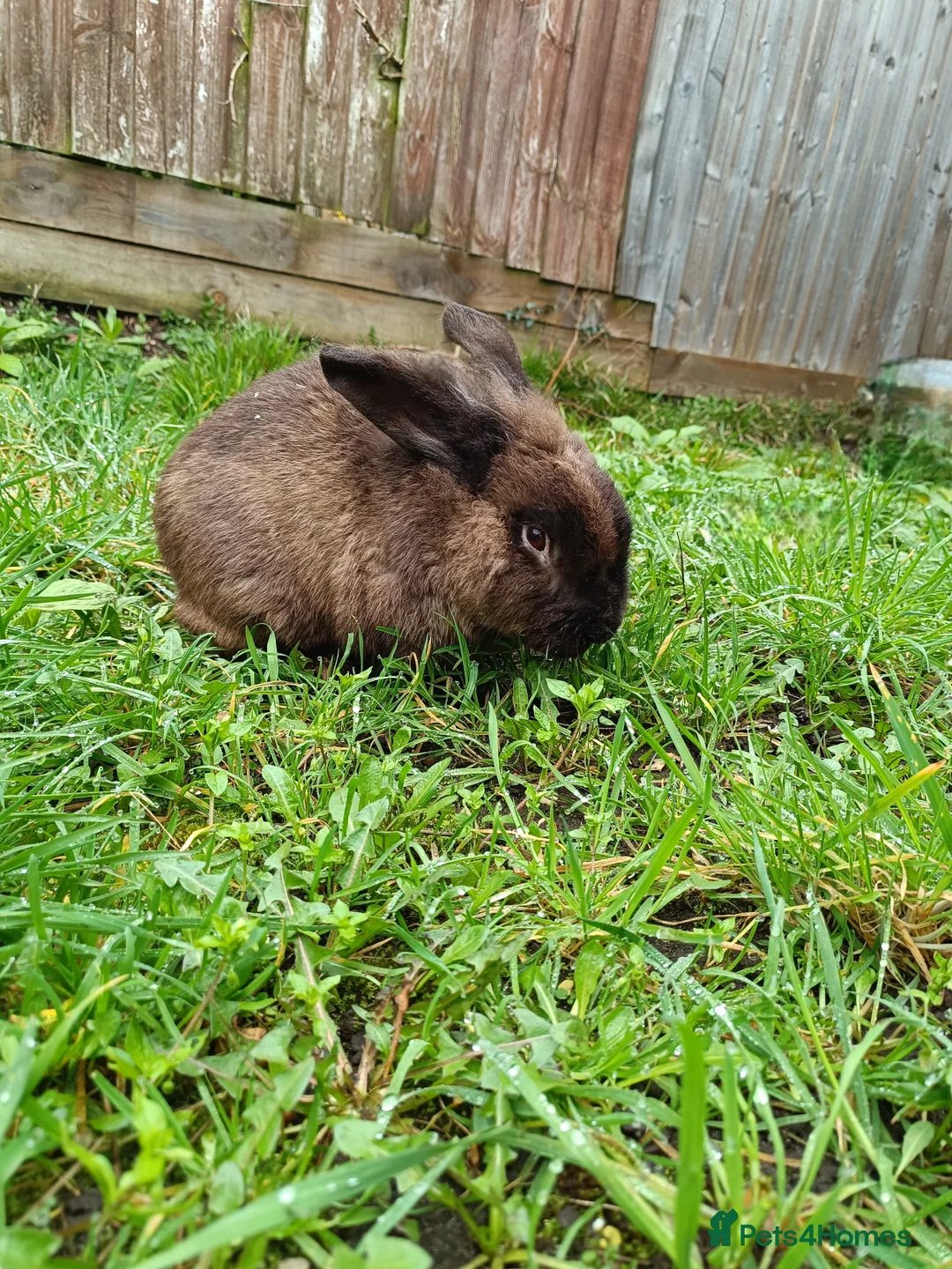 Continental Giant rabbits for sale: Continental Giant Rabbits - Advert 4