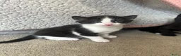 Mixed Breed cats for sale: Kittens for sale  - Advert 3