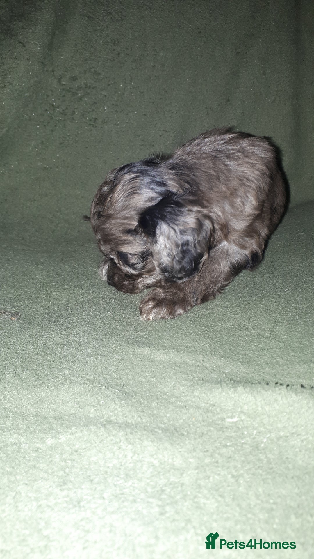 Cockapoo dogs for sale: F2b cockapoo puppies - Image 23